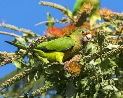Aratinga canicularis