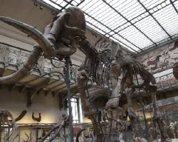 Esqueletos de ballenas y mamout