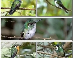 Lampornis en costa rica