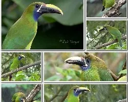 Aulacorhynchus prasinus