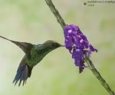 Amazilia saucerrottei