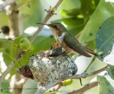 Selasphorus scintilla