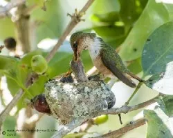 Selasphorus scintilla