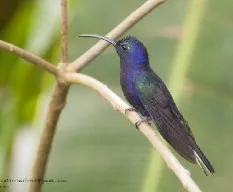 Campylopterus hemileucurus