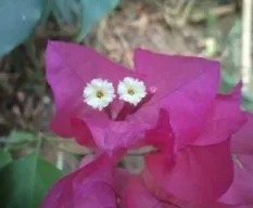 Bougainvillea glabra