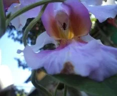 Orquídea y hormiga