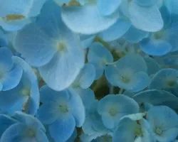 Hydrangea macrophylla