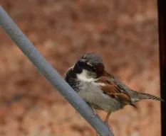 Passer domesticus