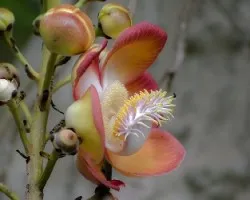 Couroupita guianensis