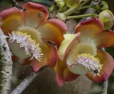 Couroupita guianensis