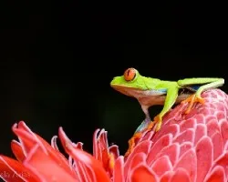 Agalychnis callidryas