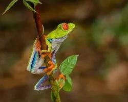 Agalychnis callidryas
