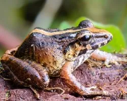 Craugastor fitzingeri