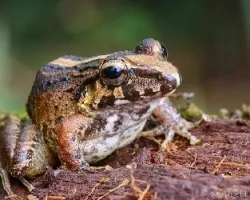 Craugastor fitzingeri