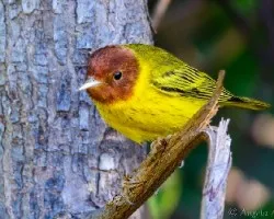 Setophaga petechia erithachorides