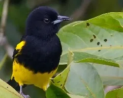 Icterus dominicensis