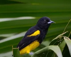 Icterus dominicensis