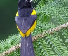 Icterus dominicensis