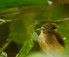 Onychorhynchus coronatus