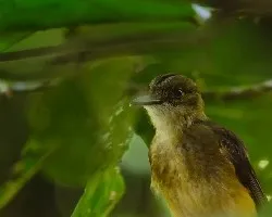 Onychorhynchus coronatus