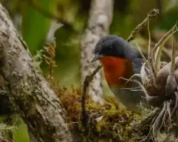 Oreothlypis gutturalis