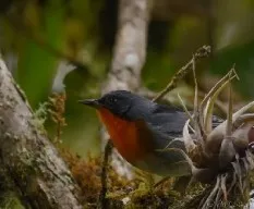 Oreothlypis gutturalis