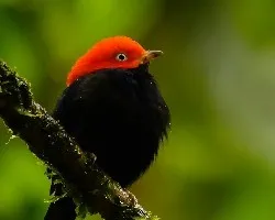 Ceratopipra mentalis