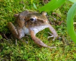 Craugastor fitzingeri