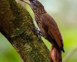 Xiphorhynchus susurrans