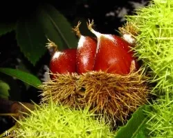 Castanea sativa-castañas