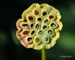 Nelumbo nucifera