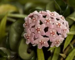 Hoya compacta