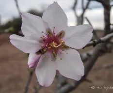 Prunus dulcis