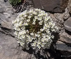 Saxifraga longifolia