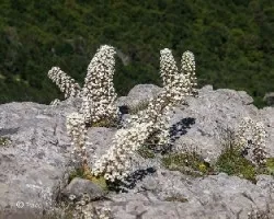 Saxifraga longifolia