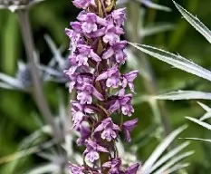Gimnadenia odoratissima