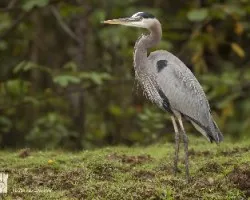 Ardea herodias