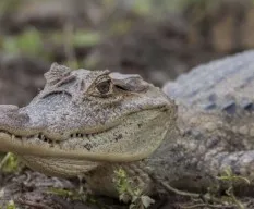 Caiman crocodilus