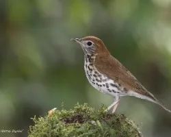 Hylocichla mustelina