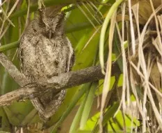 Megascops guatemalae