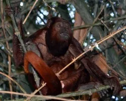 Alouatta palliata