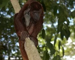 Alouatta palliata