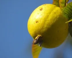 Guayabita
