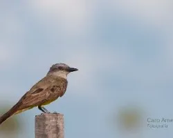 Tyrannus melancholicus