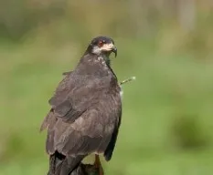 Rostrhamus sociabilis