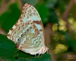 Morpho epistrophus argentinus