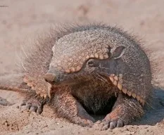 Chaetophractus villosus