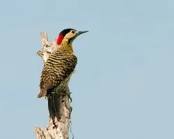 Colaptes melanochloros