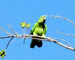 Amazona auropalliata