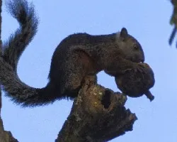 Sciurus variegatoides